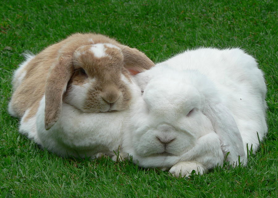 Snuggle Buddies 7 Photograph by Lynne Iddon - Fine Art America