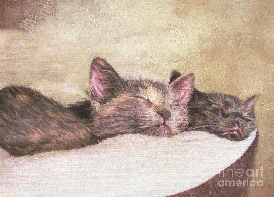 Cat Digital Art - Snuggle Buddies  by Elisabeth Lucas