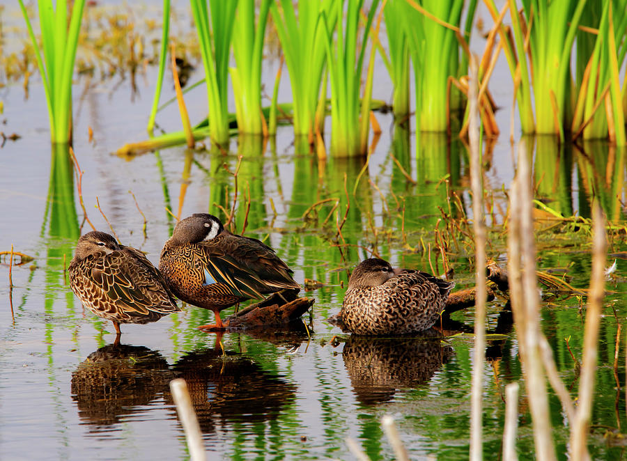 Snuggle Ducks by Kevin Banker Snuggle Ducks by Kevin Banker
