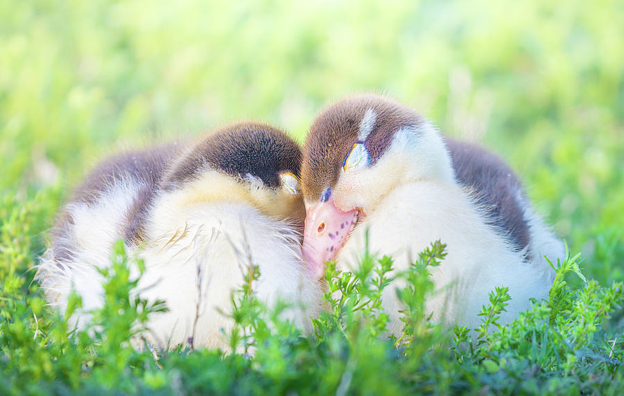 Snuggling Ducklings Photograph by Jordan Hill