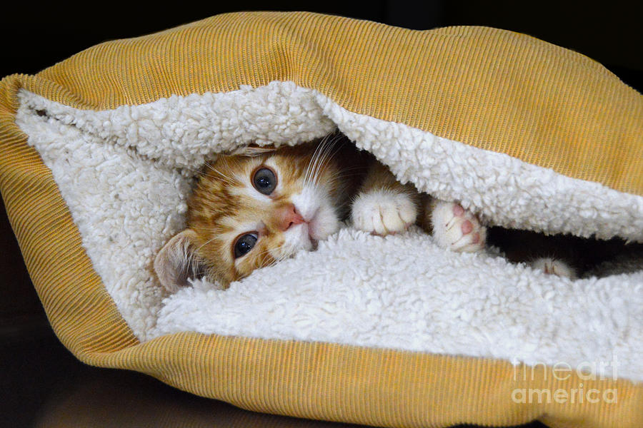 Snuggling Orange Kitten Photograph By Catherine Sherman Fine Art America 