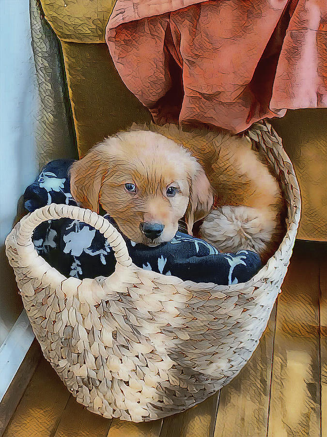 Snuggly Golden Photograph by Dennis Baswell