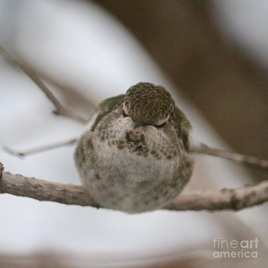 Snuggly Sleeping Hummingbird Photograph by Carol Groenen