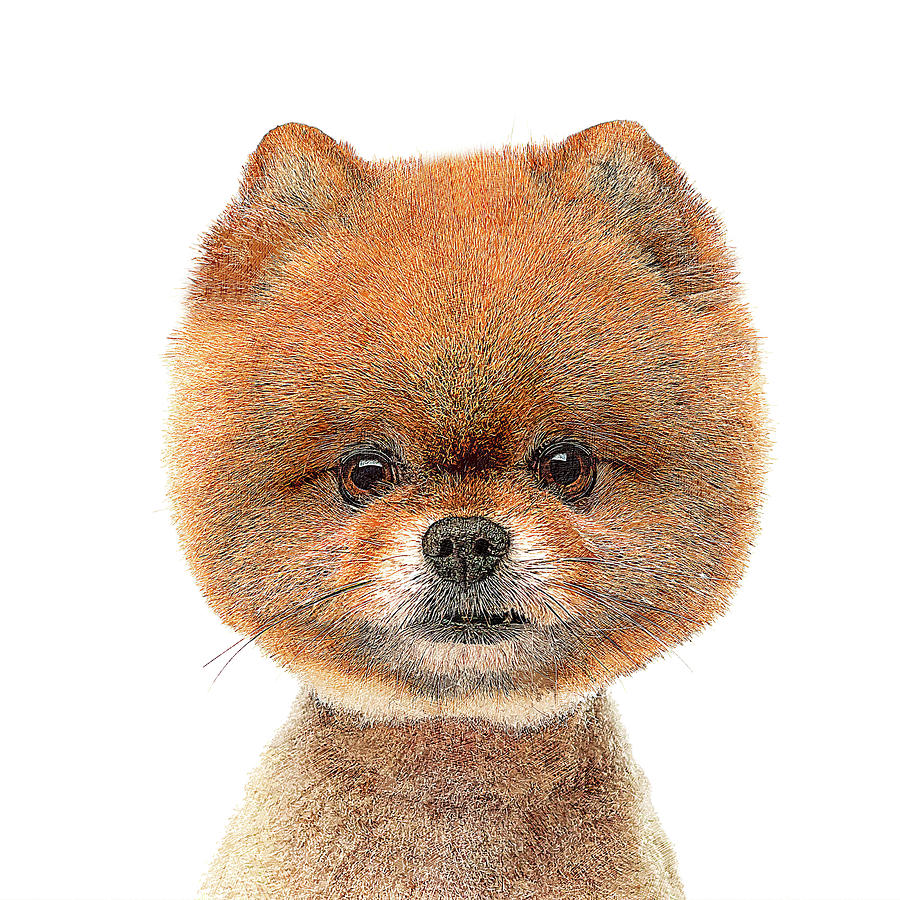 So Adorable and Cute, Pomeranian Dog Painting by Custom Pet Portrait Art Studio