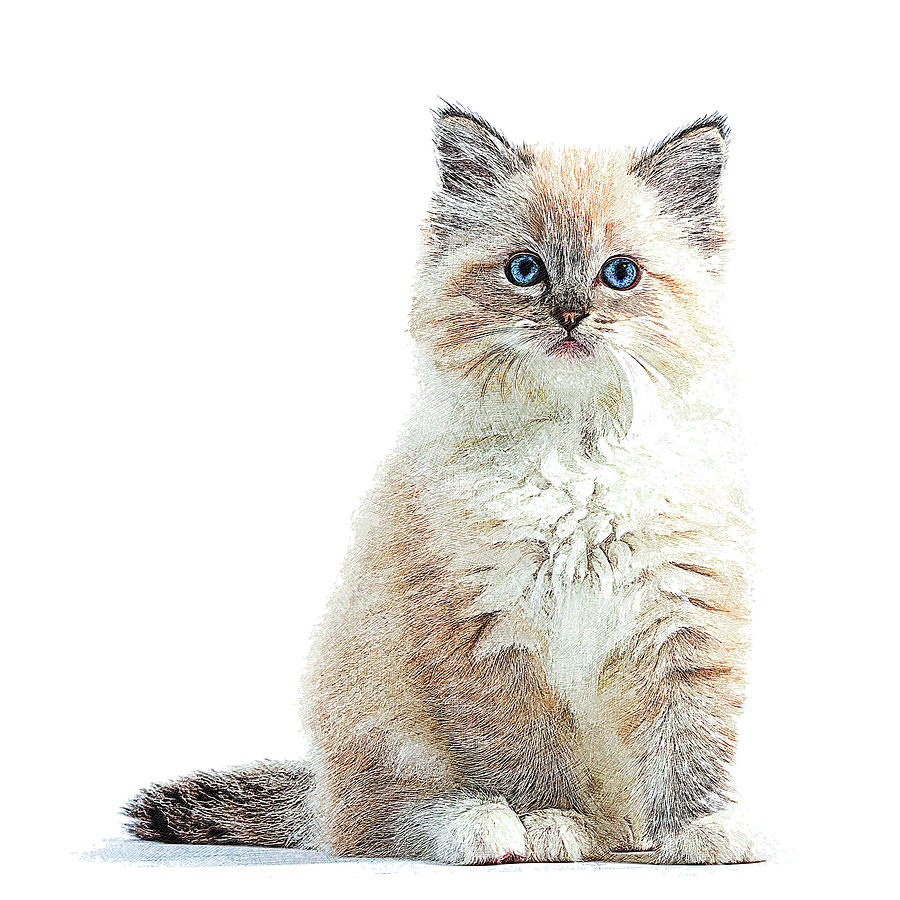 So Adorable and Cute, Ragdoll Cat Painting by Custom Pet Portrait Art Studio