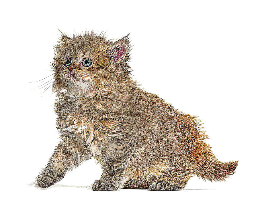 So adorable omg, Kitten British Longhair Cat Painting by Custom Pet Portrait Art Studio