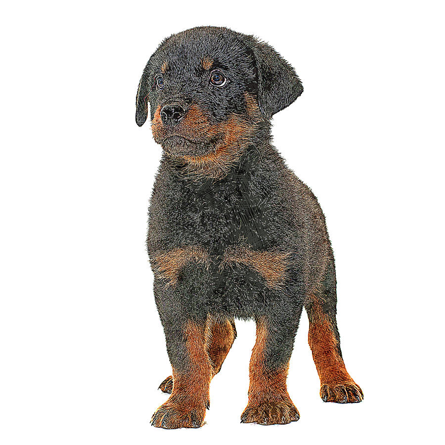 So Cute, Puppy Rottweiler Dog Painting by Custom Pet Portrait Art Studio