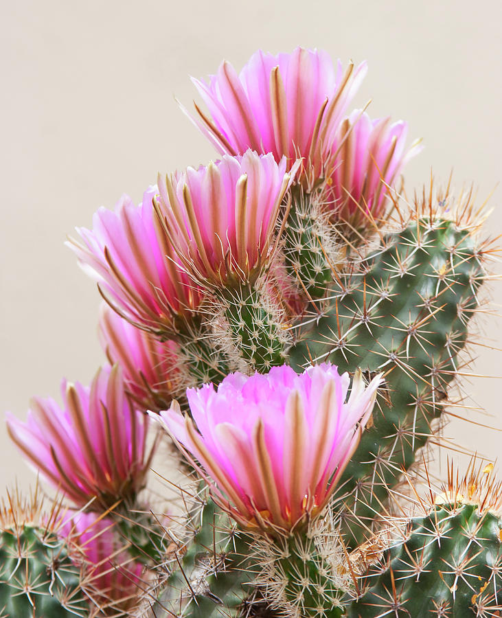 So many cactus flowers Photograph by Elvira Butler