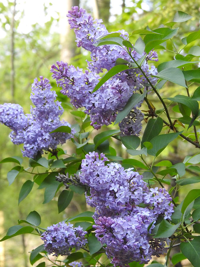 So Many Lilacs in Bloom Photograph by Eunice Miller