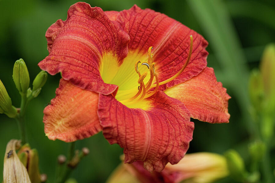 Lily Photograph - So Pretty Orange Daylily Bloom by Kathy Clark