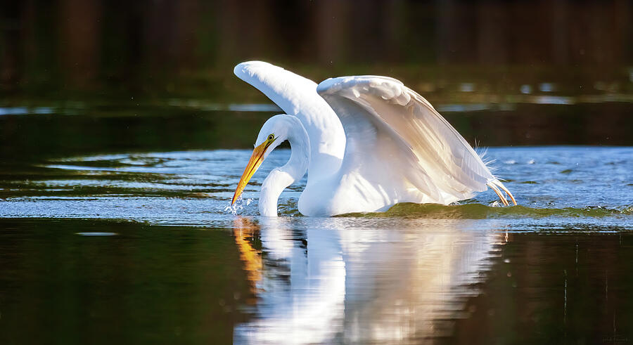 So Swanlike Photograph by Rick Furmanek