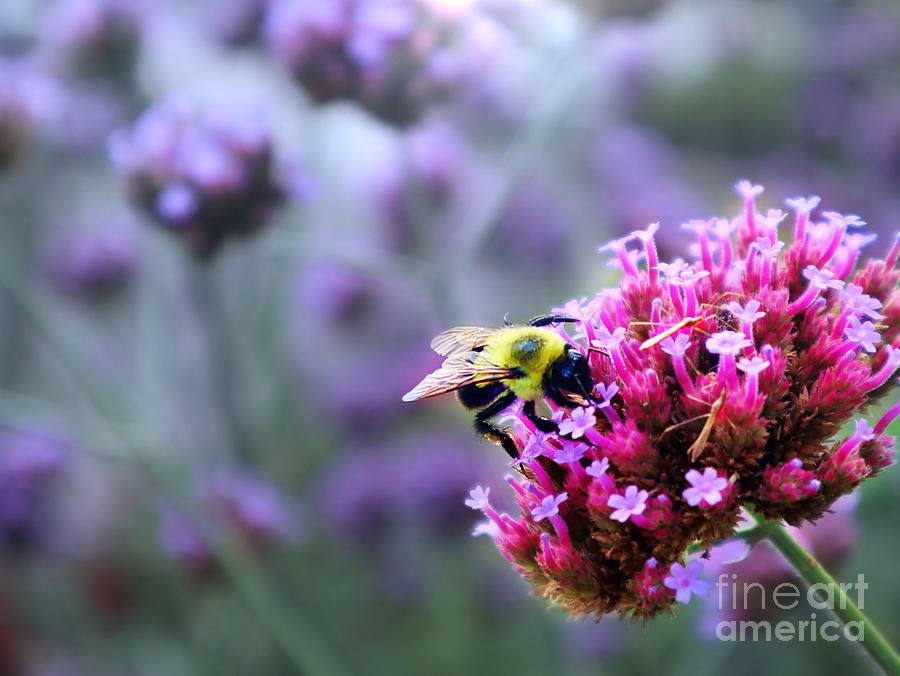 Buzz And Bloom Bees Pink Petal Delight Photograph