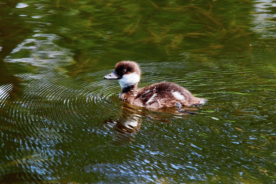So Young So Brave. Common Goldeneye Photograph