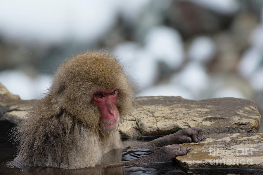 Soaking Japanese Macaque in Yudanaka Photograph by Natural Focal Point Photography