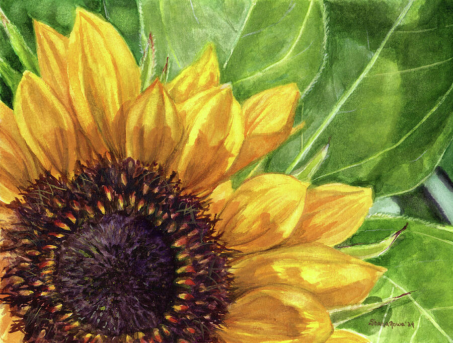 Sunflower Painting - Soaking up the Sun by Shana Rowe Jackson