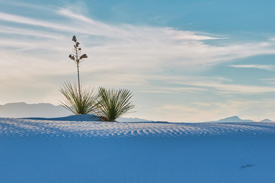 Soaptree Yucca At White Sands Photograph by Jurgen Lorenzen