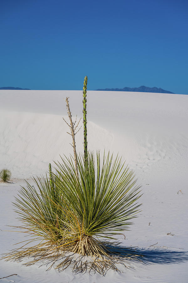 Soaptree Yucca plant in White Sands National Park, isolated Photograph ...