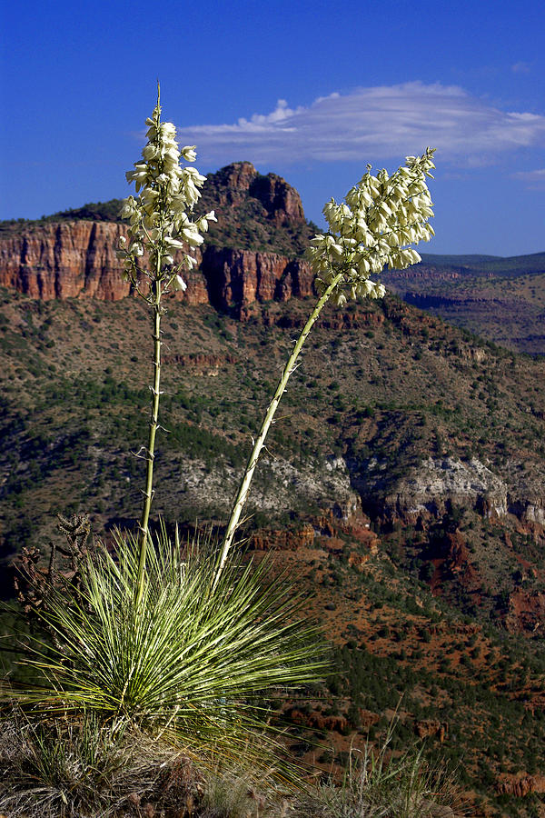 Flower Photograph - Soaptree Yucca, Salt River Canyon by Douglas Taylor