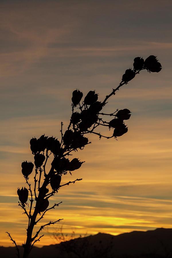 Soaptree Yucca Silhouette Photograph by Liza Eckardt