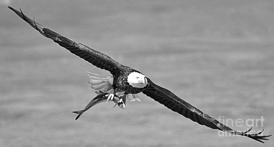 Soaring After Fishing In The Susquehanna River Crop Black And White Photograph by Adam Jewell
