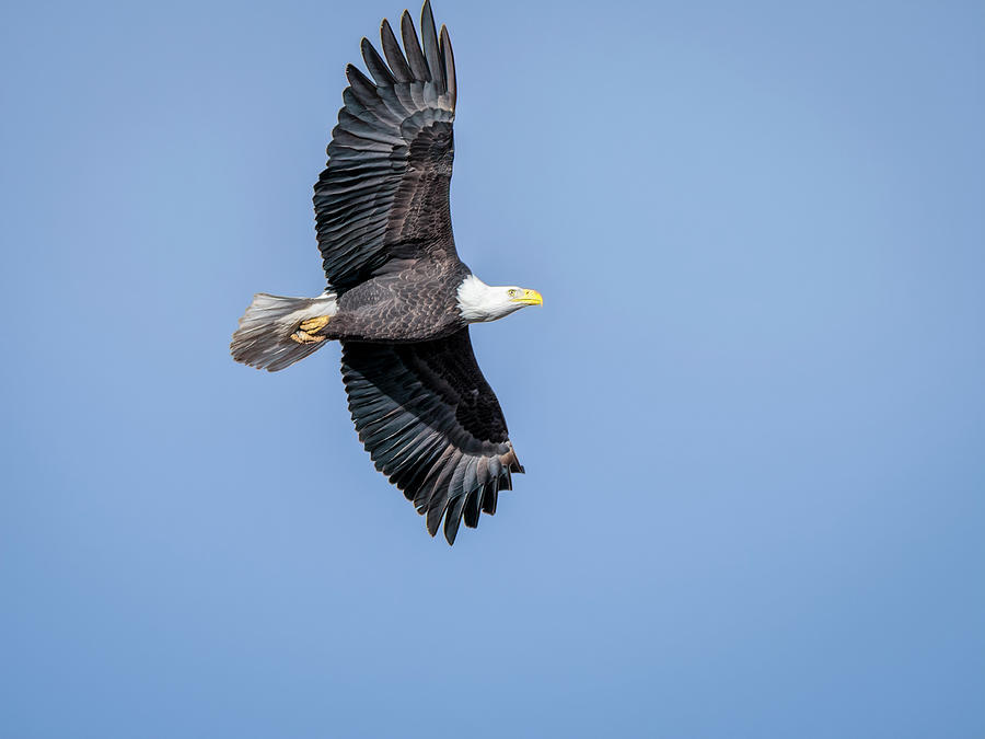 Soaring Bald Eagle Photograph by Debra Martz