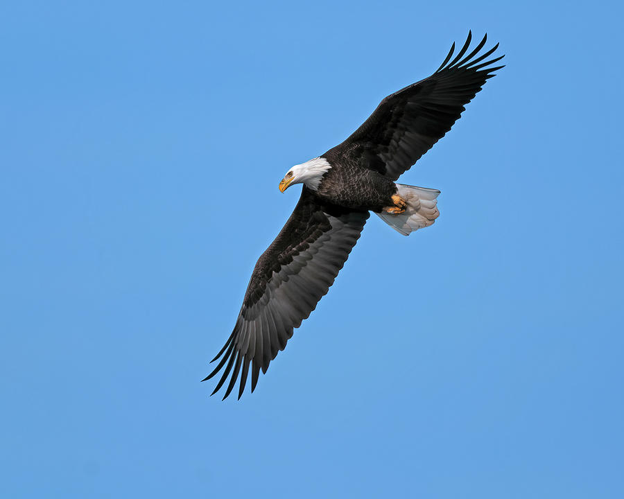 Soaring Bald Eagle Photograph by Gary Langley