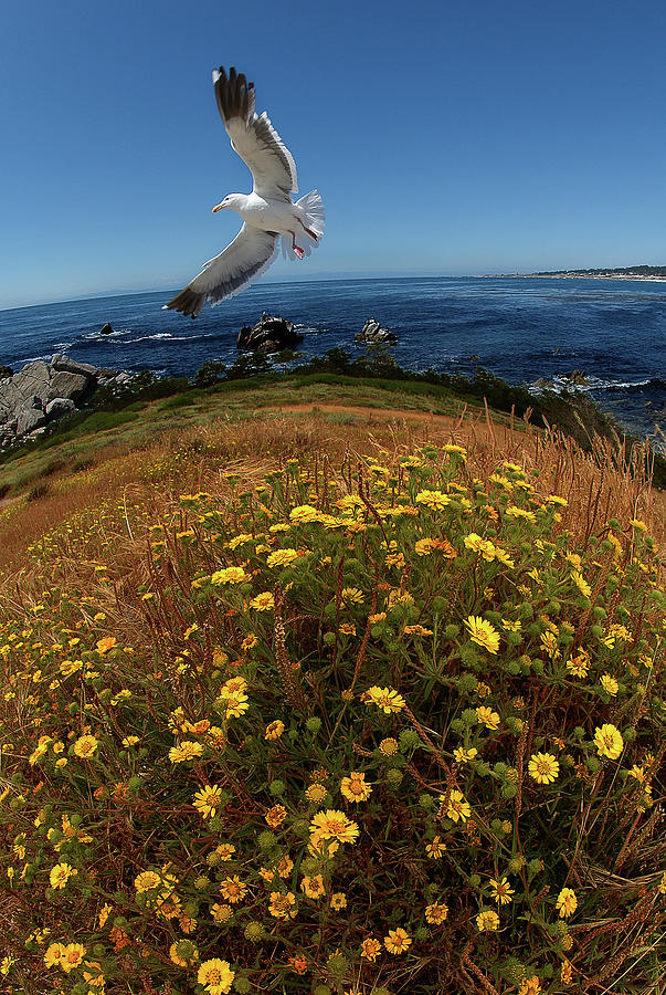 Seagull Photograph - Soaring Bird by Harry Spitz