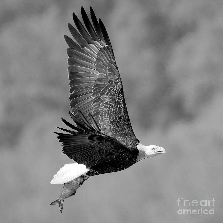 Soaring By The Treeline Square Black And White Photograph by Adam Jewell