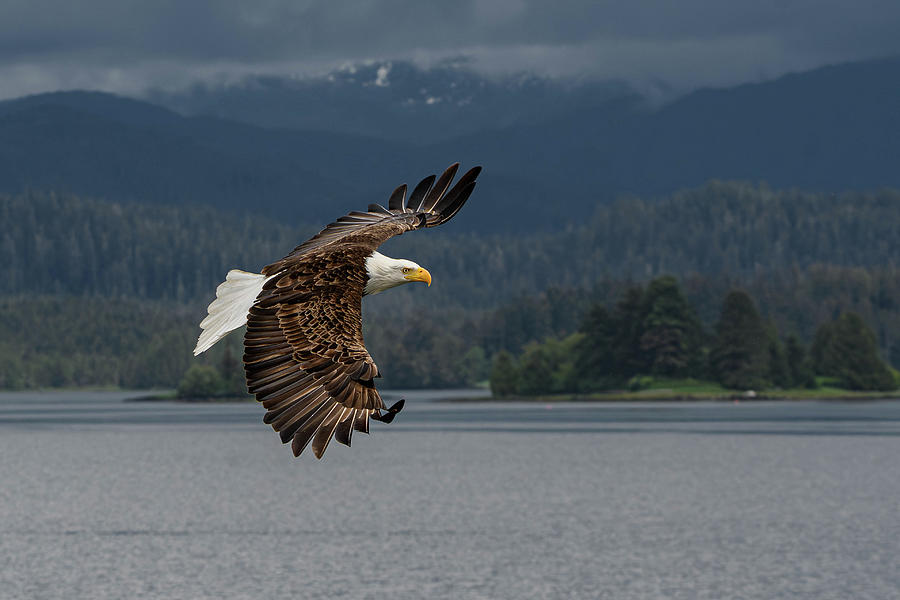 Soaring Photograph by CF King - Fine Art America