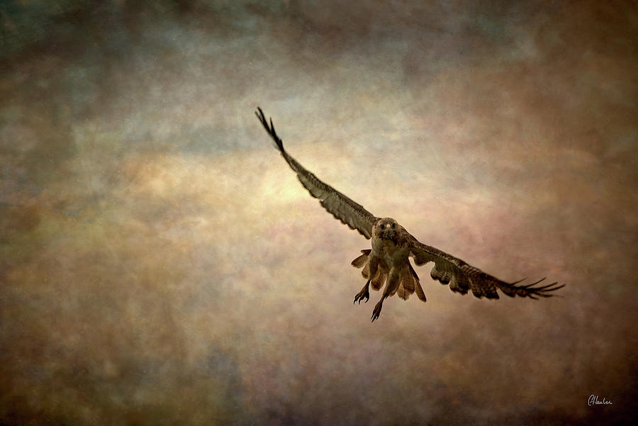 Hawk Photograph - Soaring by Christine Hauber