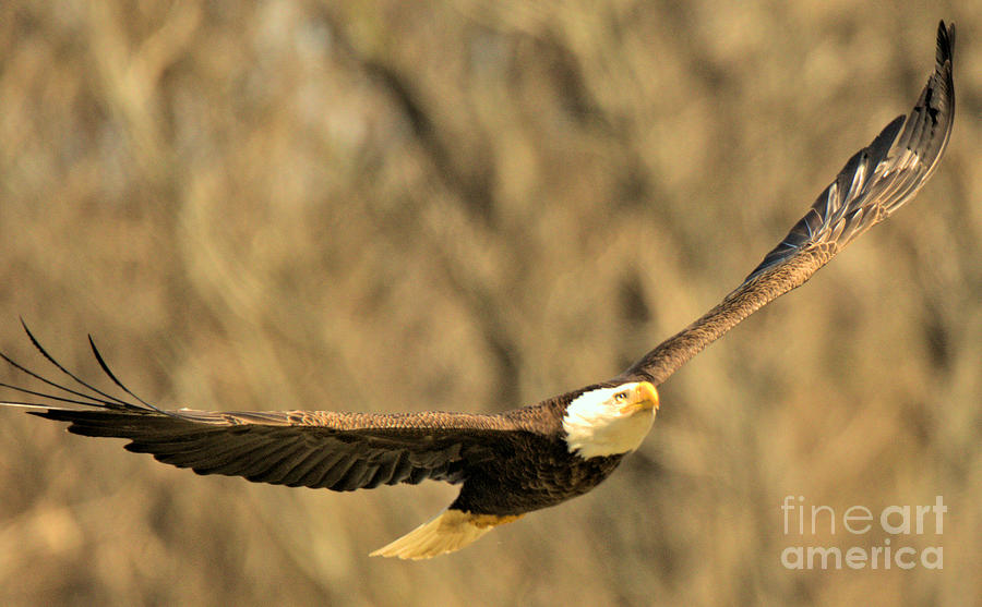 Soaring Conowing Dam Eagle Photograph by Adam Jewell