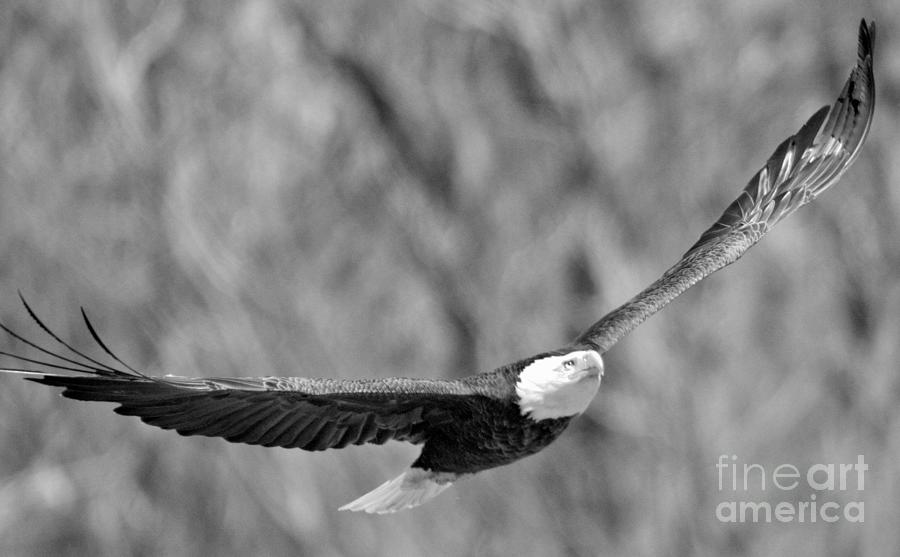 Soaring Conowingo Dam Eagle Photograph by Adam Jewell