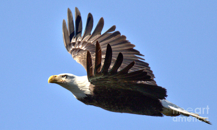 Soaring Conowingo Eagle Spring 2023 Photograph by Adam Jewell