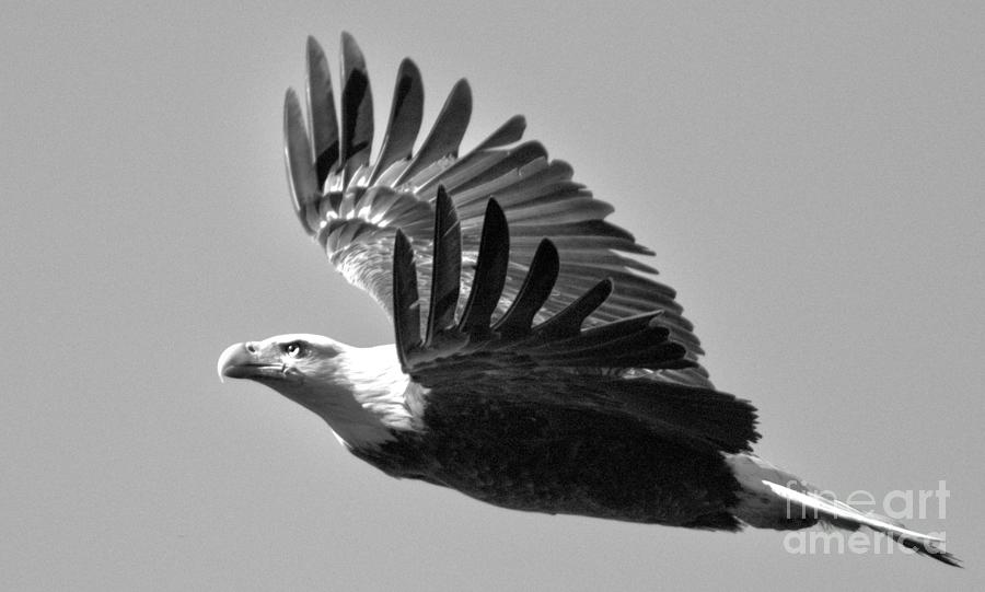 Soaring Conowingo Eagle Spring 2023 Black And White Photograph by Adam Jewell