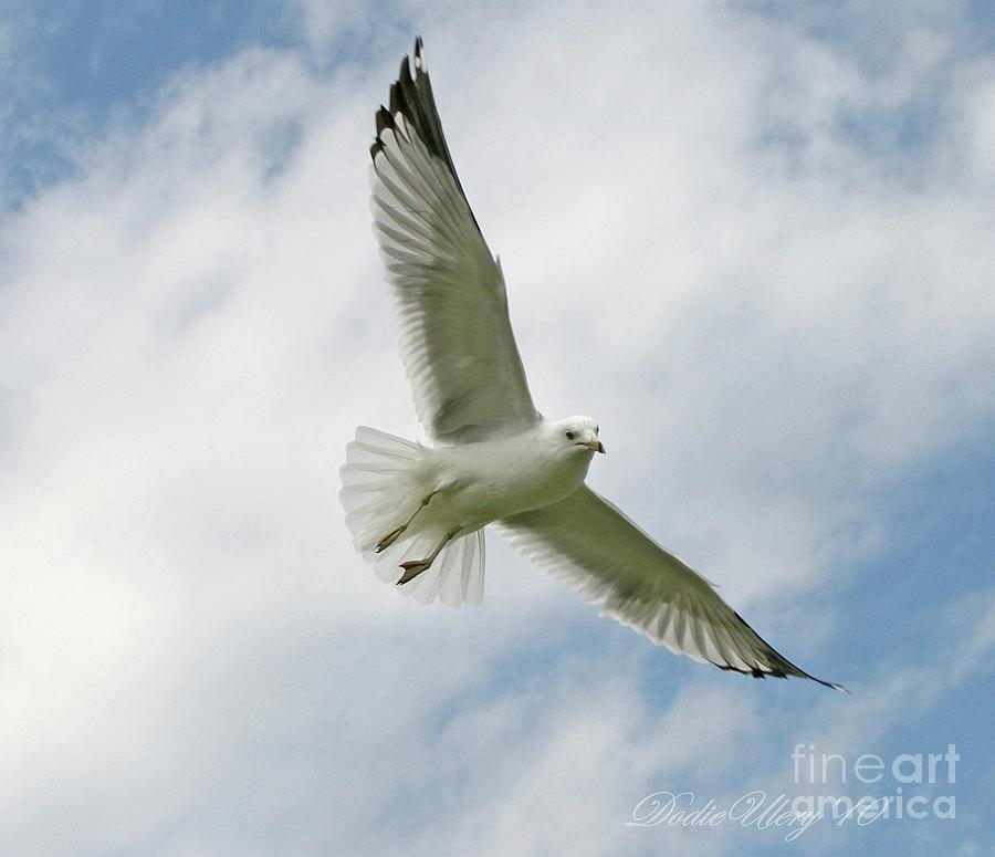 Soaring Photograph by Dodie Ulery