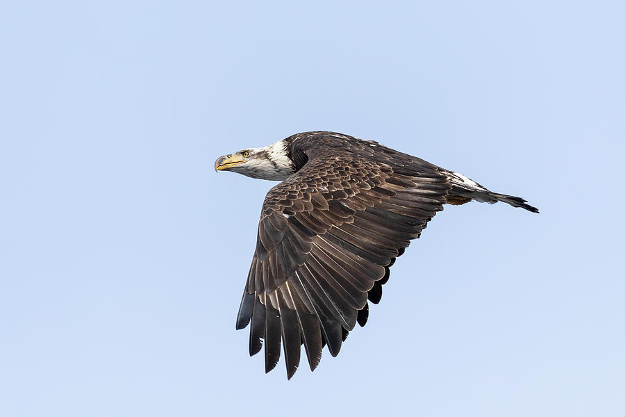 Soaring Eagle 2019-19 Photograph by Thomas Young