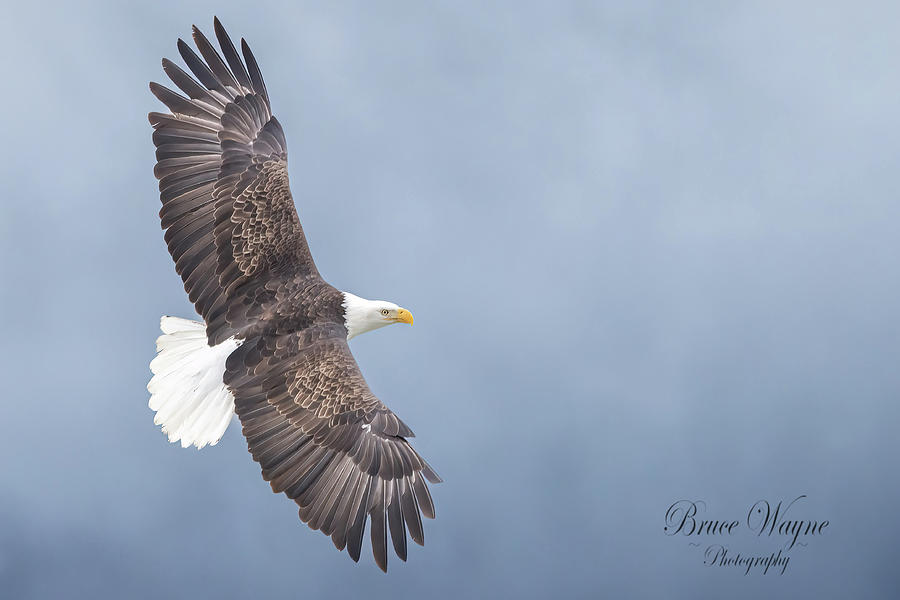 Soaring Eagle Photograph by Bruce Allison - Fine Art America