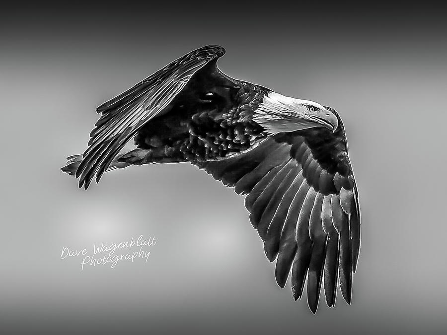 Soaring Eagle in Black and White Photograph by David Wagenblatt