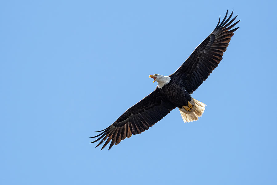 Soaring Eagle Photograph by Jim Miller