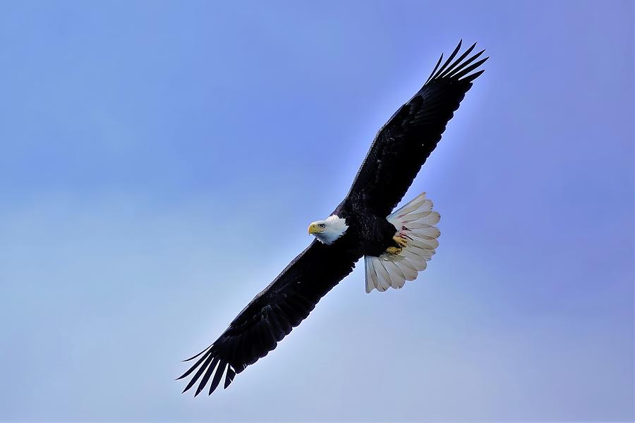 Soaring Eagle Photograph by Jim Saul - Fine Art America