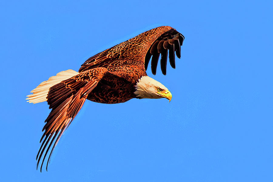 Soaring Eagle Photograph by Joe Granita