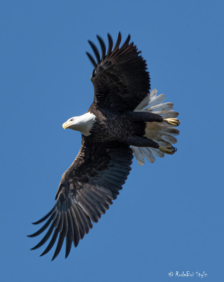 Soaring Eagle Photograph by Rudy Bunge - Fine Art America