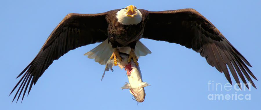 Soaring Eagle With A Giant Catfish Photograph by Adam Jewell