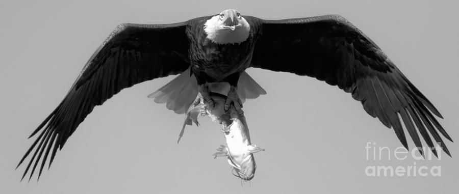 Soaring Eagle With A Giant Catfish Black And White Photograph by Adam Jewell