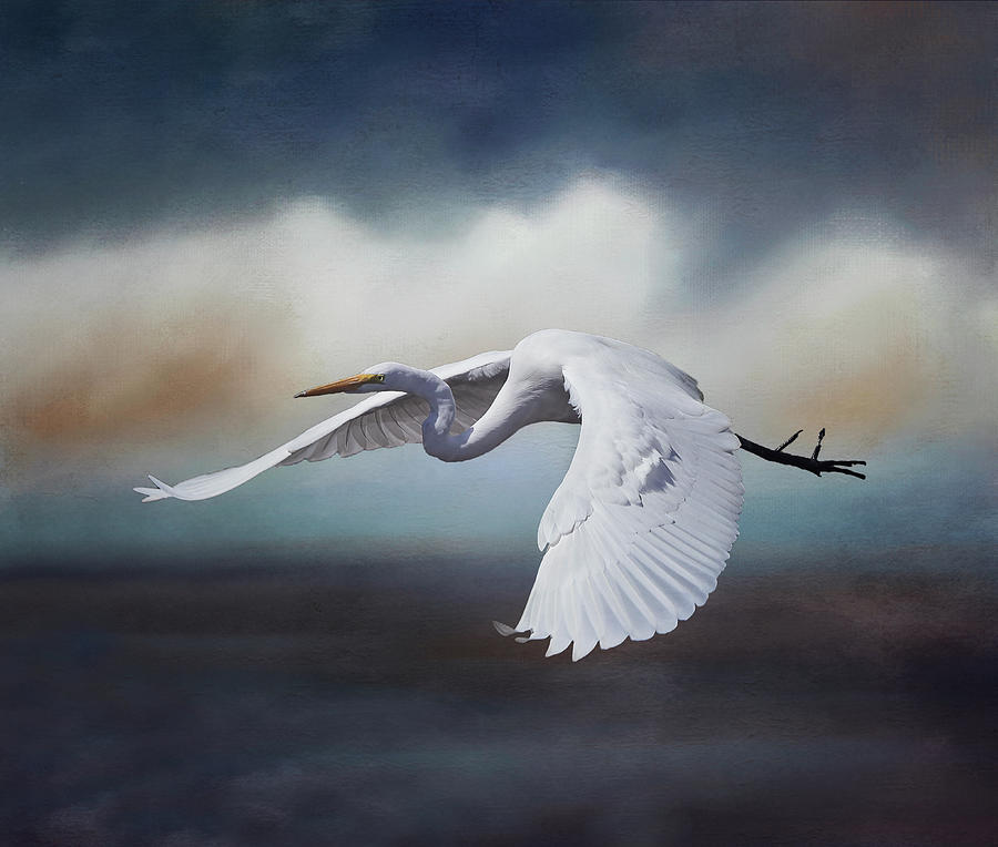 Soaring Egret 2 Photograph by Morgan Wright