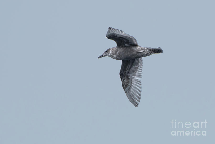 Fall Photograph - Soaring Glaucous-winged Gull by Nancy Gleason