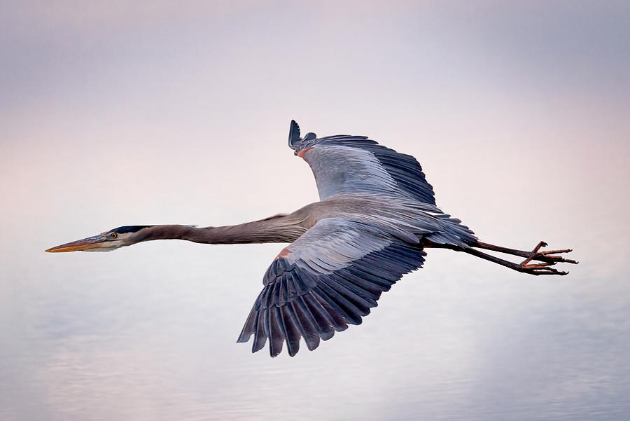 Soaring Great Blue Heron Photograph by James Barber