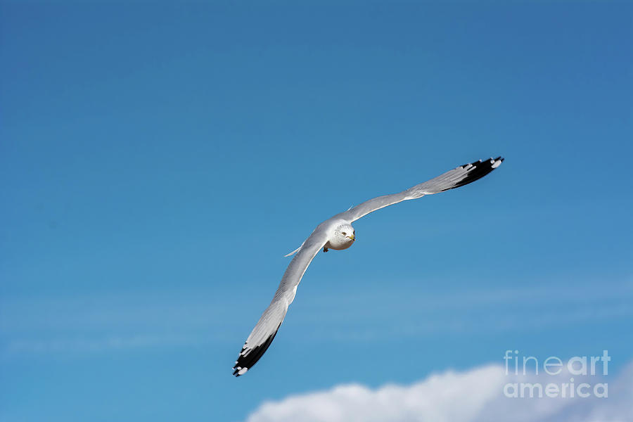 Nature Photograph - Soaring Gull   by John Bartelt