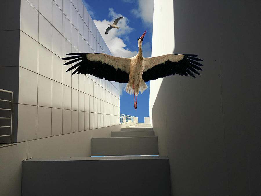 Soaring Photograph by Harry Spitz