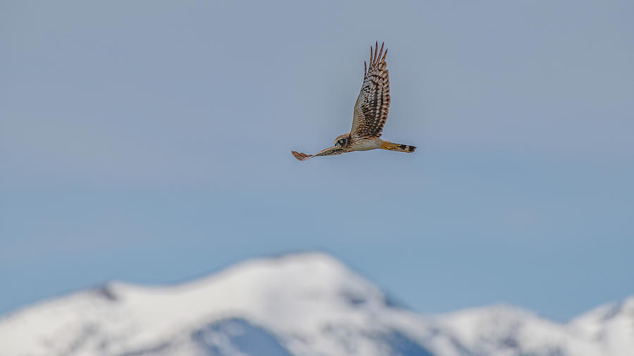 Soaring Hawk In Idaho Photograph by Yeates Photography
